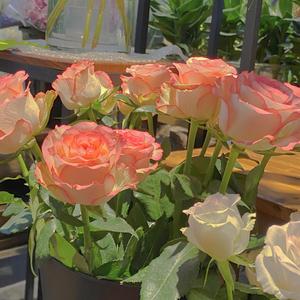 精品丰满人妻无套
