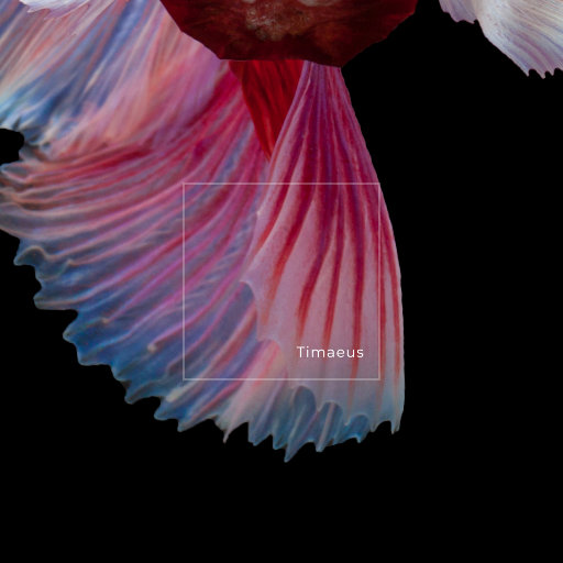 精品丰满人妻无套
